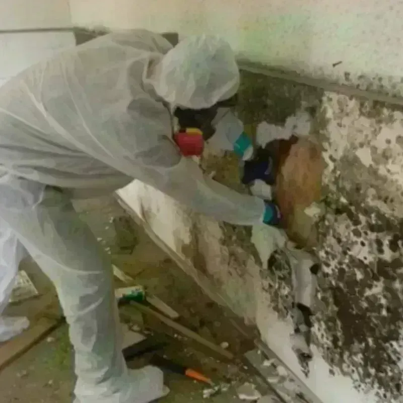 Mold Remediation and Removal in East Bernard, TX